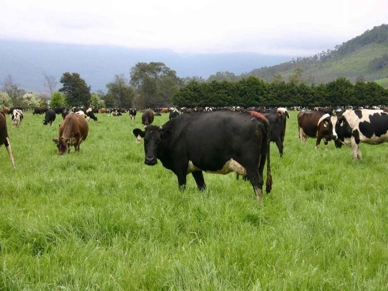 Deloraine TAS 7304