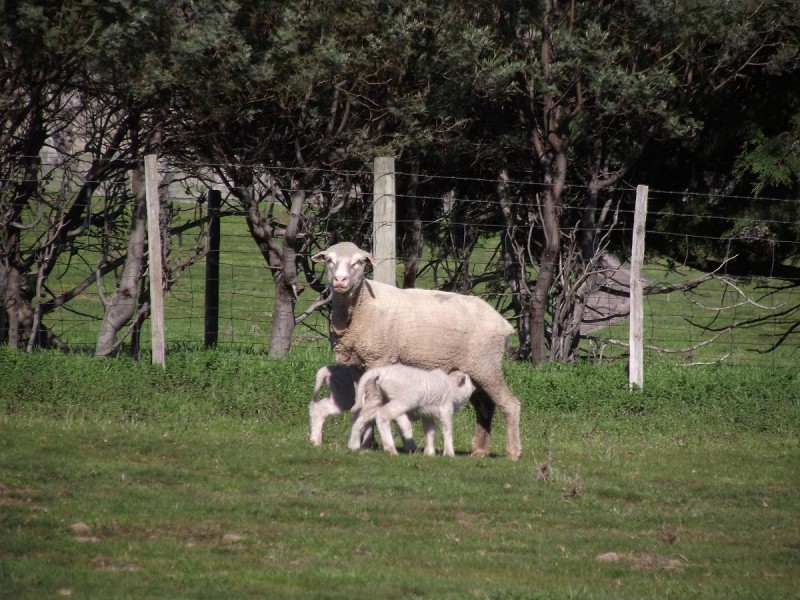 Boomer Road, Hamilton TAS 7140