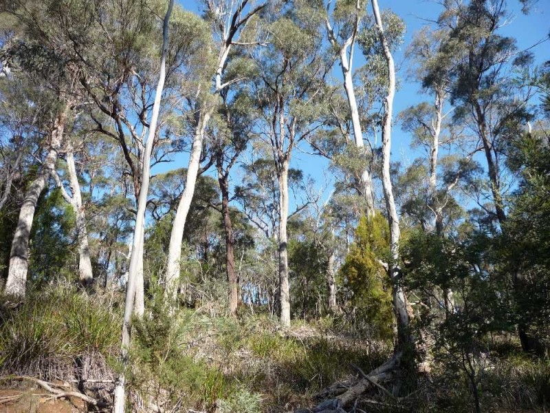 168 Magazine Road, Dilston TAS 7252