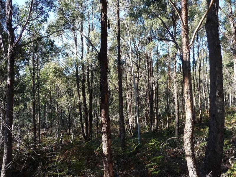 168 Magazine Road, Dilston TAS 7252