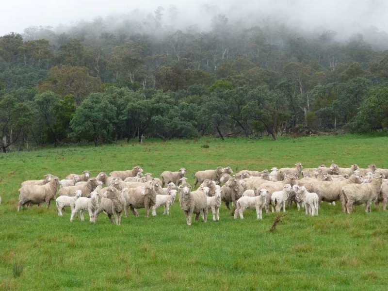 1504 Deddington Road, Deddington TAS 7212