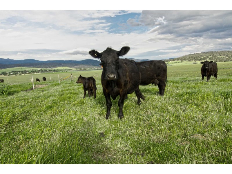 . Glenora Road, Plenty TAS 7140