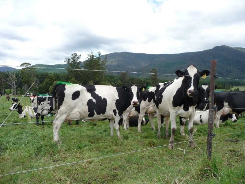 310 Mackenzie Valley Road, Cuckoo, Scottsdale TAS 7260