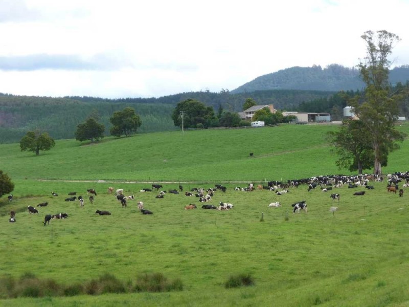 310 Mackenzie Valley Road, Cuckoo, Scottsdale TAS 7260