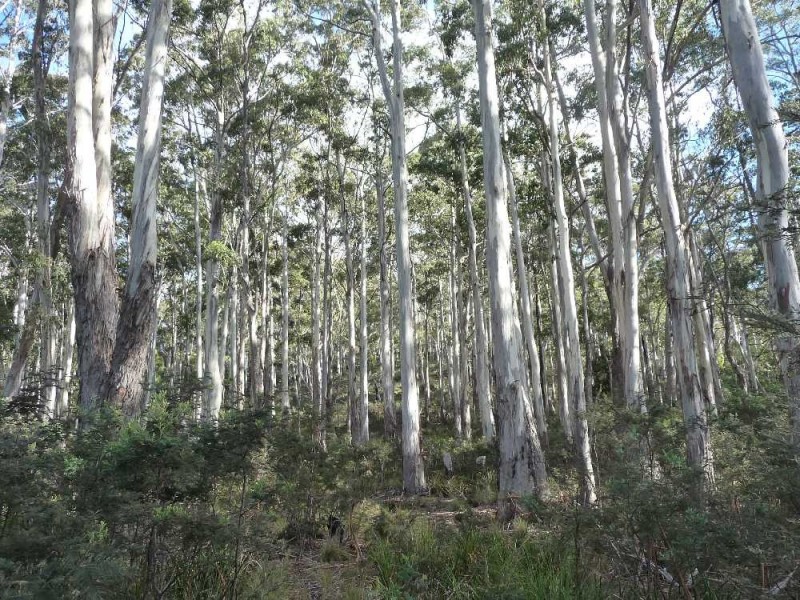 . Chock-N-Log Bay, Lake Leake TAS 7210