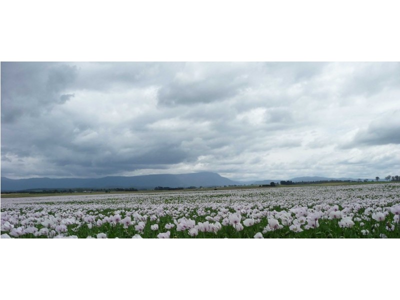 705 Maitland Road, Cressy TAS 7302