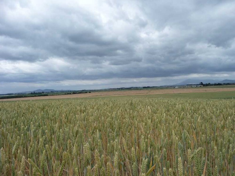 705 Maitland Road, Cressy TAS 7302