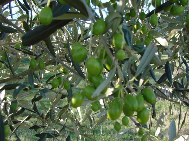 292 Everton Lane, White Hills TAS 7258