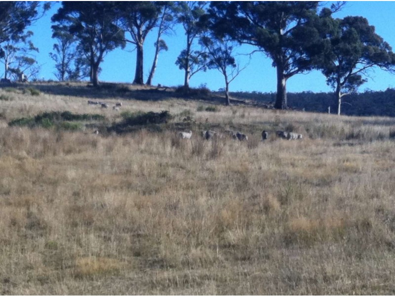 . Bresnehans Road, Little Swanport TAS 7190