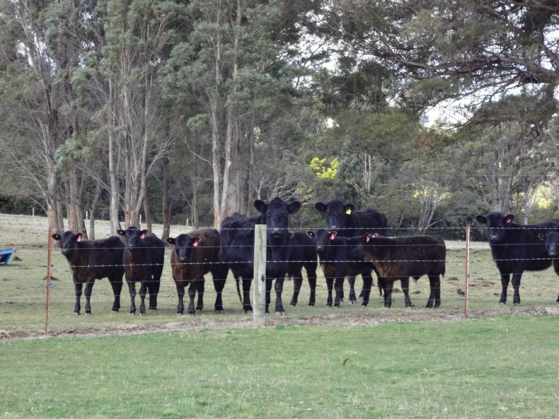 30 Hodgetts Road, Rosevale TAS 7292