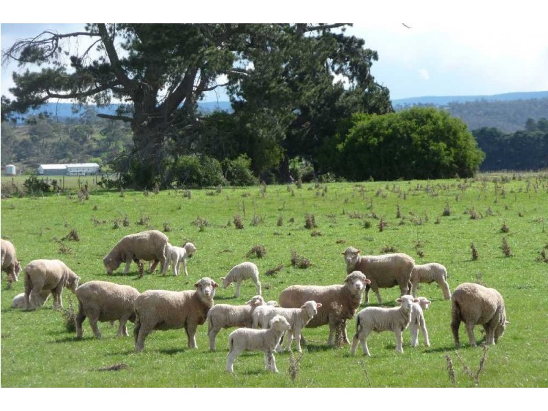 50 Roseneath Road, Ross TAS 7209