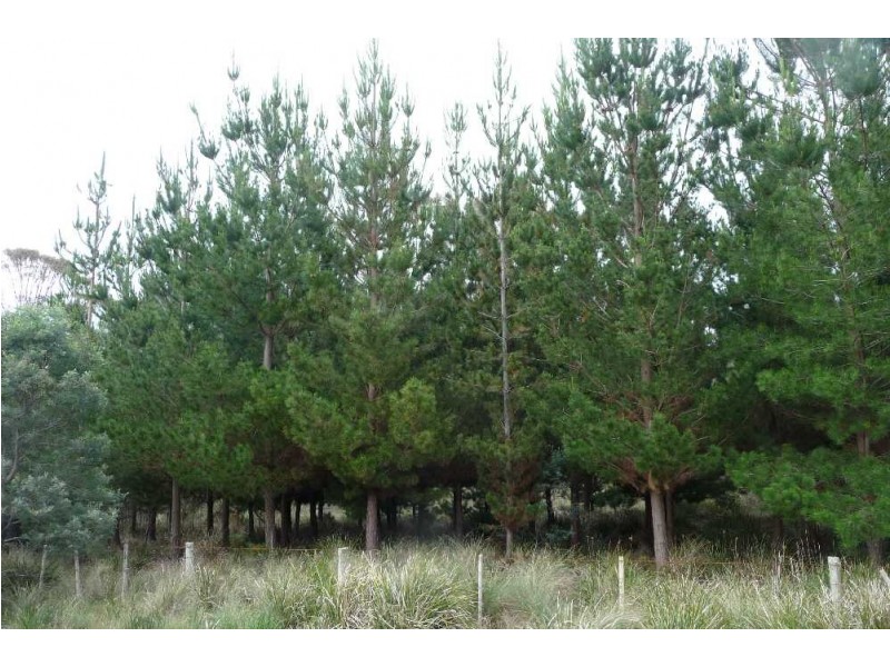 1435 Blessington Road, White Hills TAS 7258