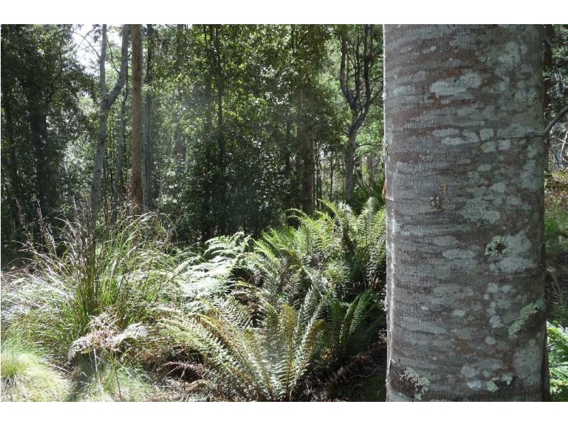 39009 Tasman Highway, Nunamara TAS 7259
