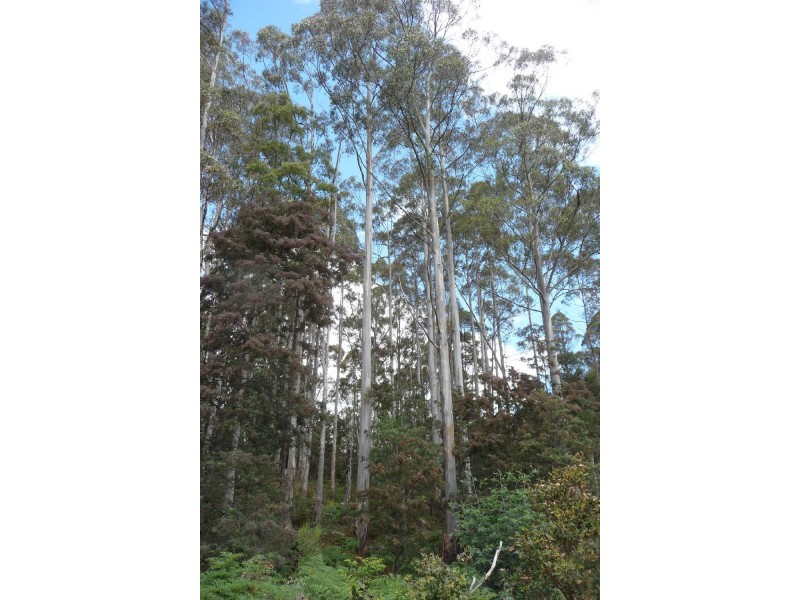 39009 Tasman Highway, Nunamara TAS 7259