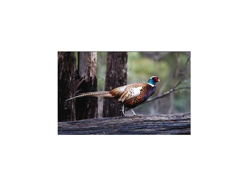 1204 Long Marsh Road, Lake Leake TAS 7210