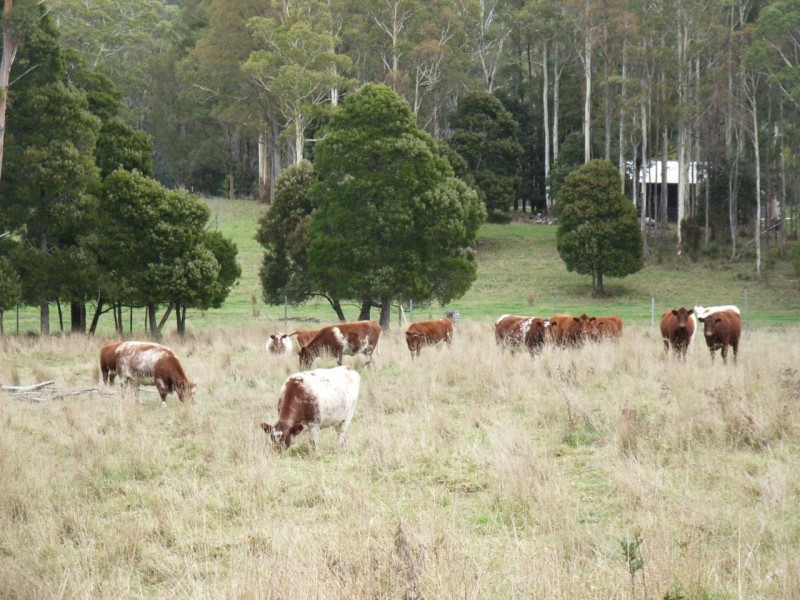 209 Mount Barrow Road, Nunamara TAS 7259
