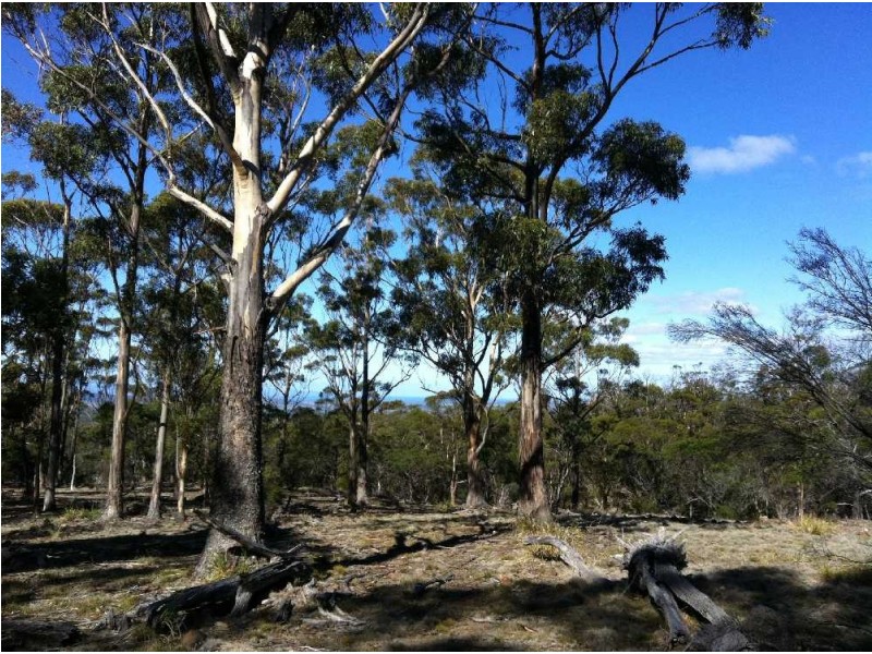 . Old Coach Road, Cranbrook TAS 7190