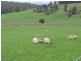 159 Liena Road, Mole Creek TAS 7304