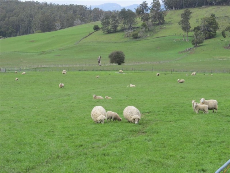 159 Liena Road, Mole Creek TAS 7304