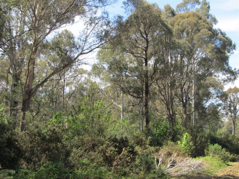 . Larcombes Road, Exton TAS 7303