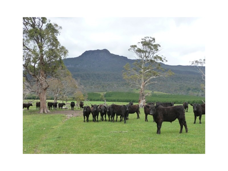 5000 Poatina Road, Cressy TAS 7302