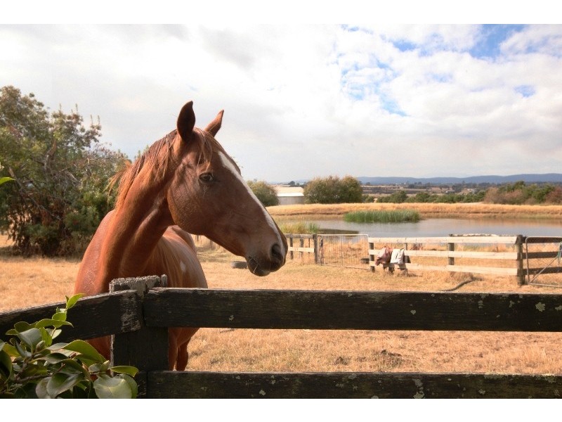 1 Dexter Street, Westbury TAS 7303