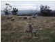 350 White Kangaroo Road, Campania TAS 7026