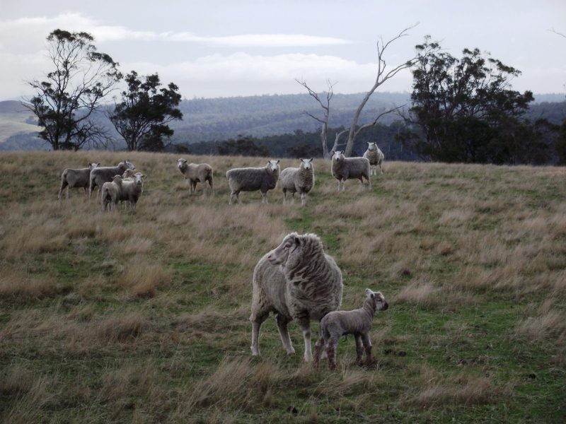 350 White Kangaroo Road, Campania TAS 7026