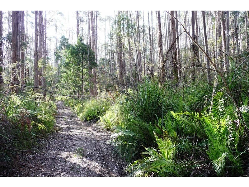 . Wadley’s Road, Reedy Marsh TAS 7304
