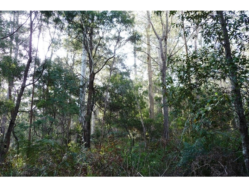 . Wadley’s Road, Reedy Marsh TAS 7304