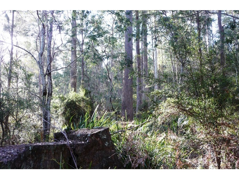 . Wadley’s Road, Reedy Marsh TAS 7304