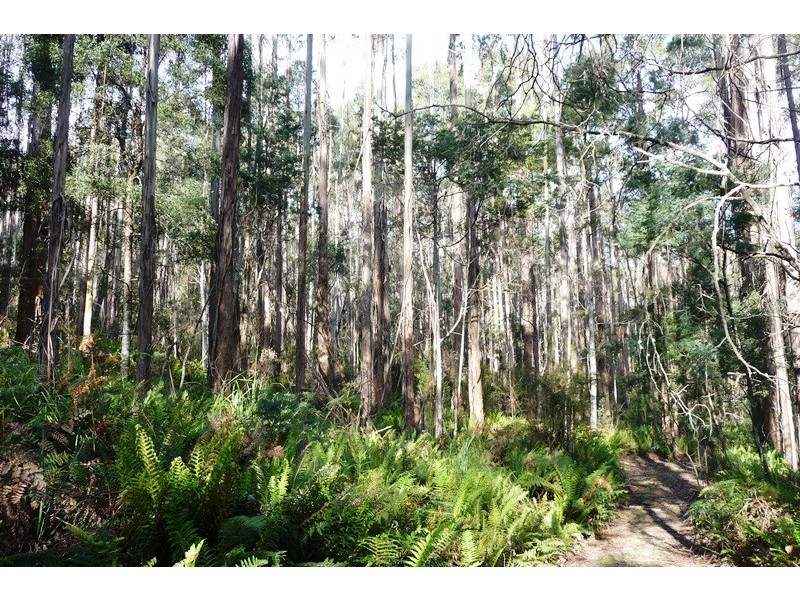 . Wadley’s Road, Reedy Marsh TAS 7304
