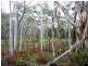 239 Wadley’s Road, Reedy Marsh TAS 7304