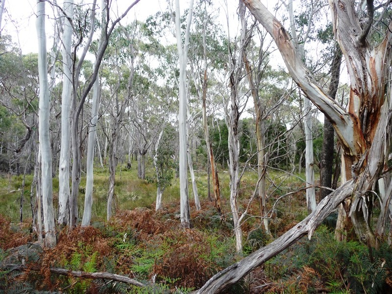 239 Wadley’s Road, Reedy Marsh TAS 7304