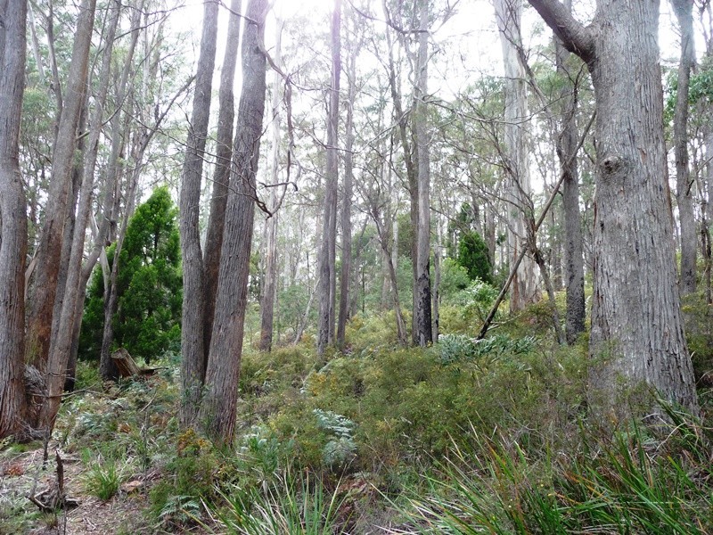 239 Wadley’s Road, Reedy Marsh TAS 7304