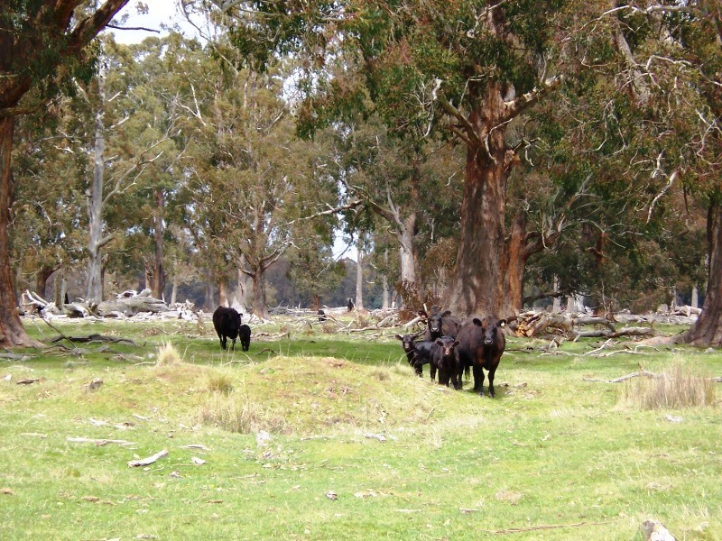 12149 Lyell Highway, Bradys Lake TAS 7140