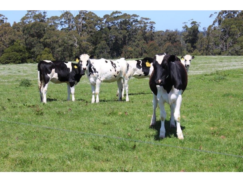 132 Maguires Road, Nabageena TAS 7330