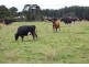 1353 Oldina Road, Oldina TAS 7325