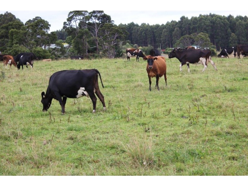 1353 Oldina Road, Oldina TAS 7325