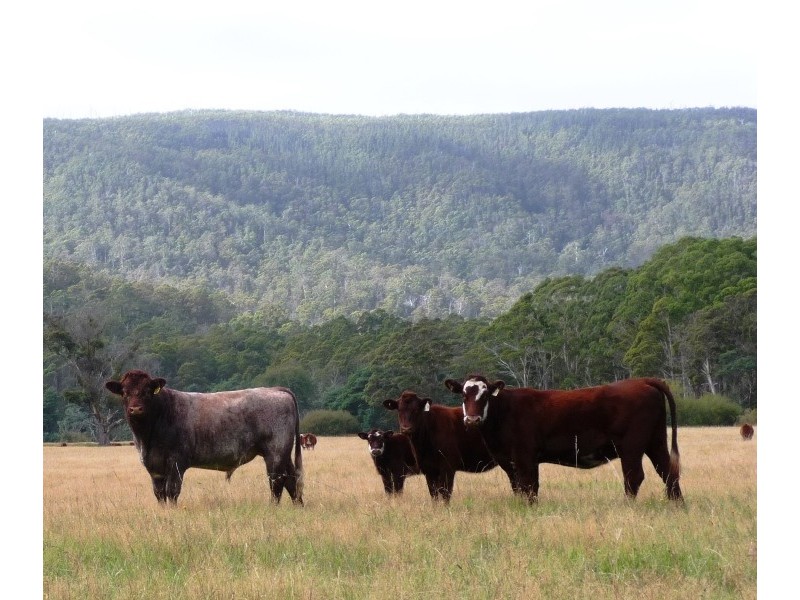 50 Clover Banks Road, St Marys TAS 7215