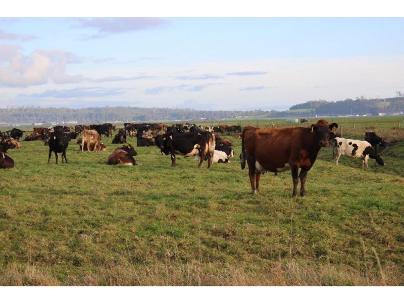 24610 Bass Highway, Brittons Swamp TAS 7330