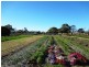 . Emily Street, Bridport TAS 7262