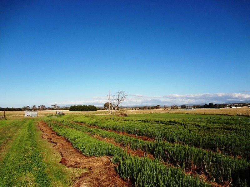 . Emily Street, Bridport TAS 7262