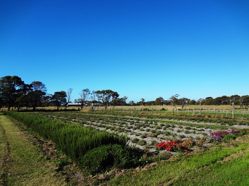 . Emily Street, Bridport TAS 7262