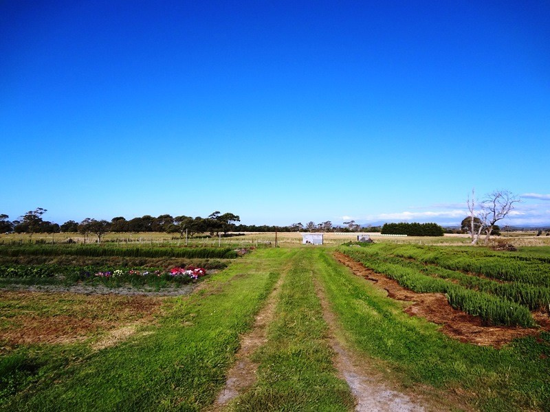 . Emily Street, Bridport TAS 7262