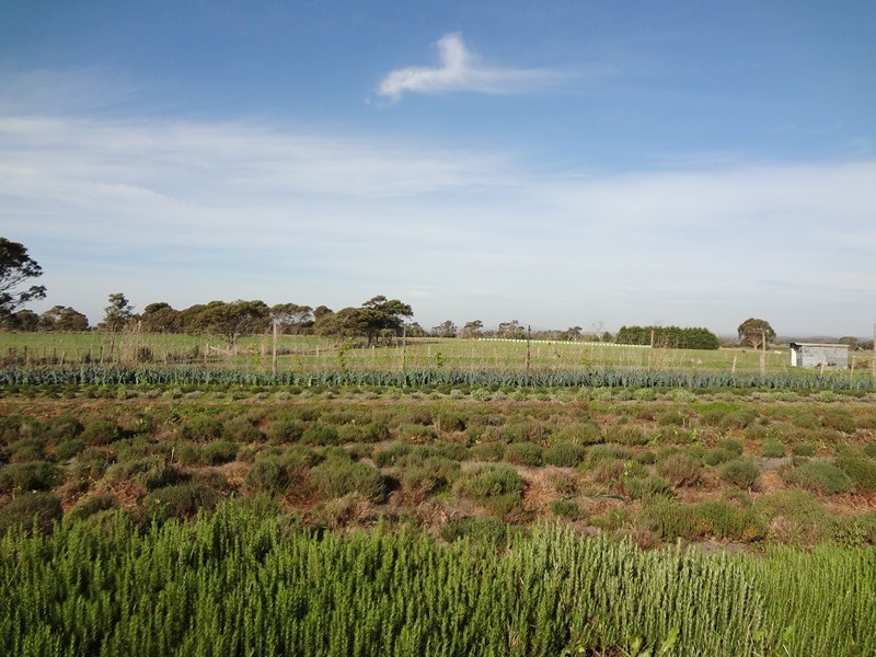 . Emily Street, Bridport TAS 7262