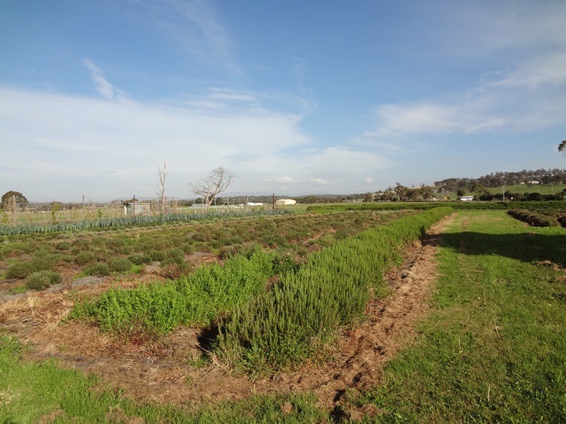 . Emily Street, Bridport TAS 7262