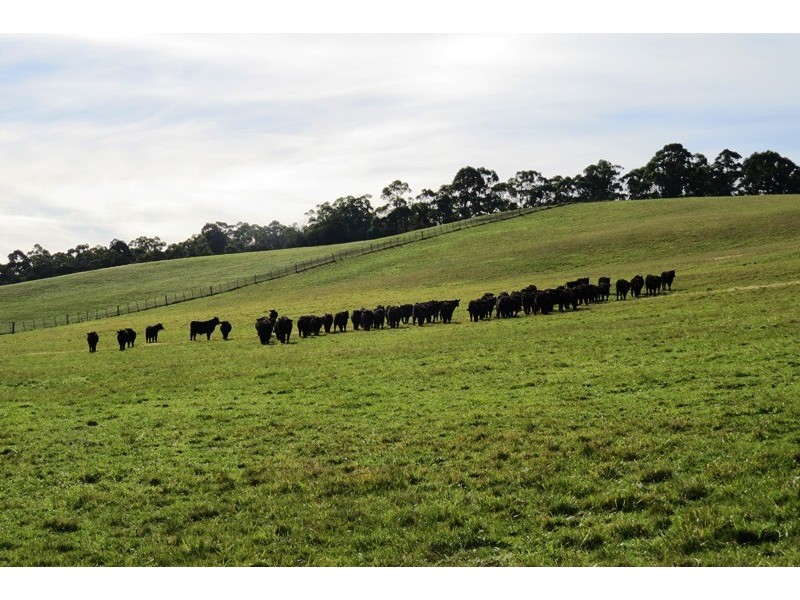 265 Tarleton Road, Tarleton, Spreyton TAS 7310