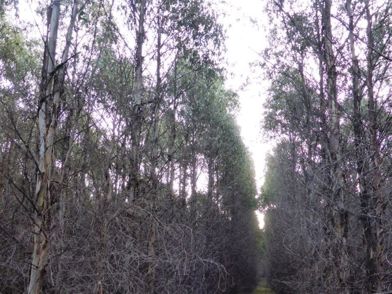 . Bridport Road, Pipers River TAS 7252