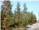 243HA Musk Vale Road, George Town TAS 7253